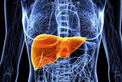 Ученые рассказали, как восстановить печень после употребления алкоголя