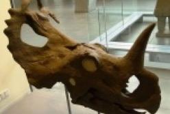 Ученые выявили рак костей у динозавра, жившего 76 млн лет назад