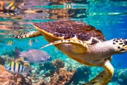 На Земле появятся гигантские "мертвые зоны" - ученые