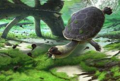 Ученые нашли останки "лягушачьей черепахи" - жила около 70 млн лет назад