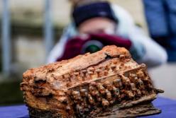 Со дна Балтийского моря достали легендарную нацистскую машину для шифров (фото)
