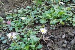 В Украине перед Новым годом начали цвести ромашки (фото) 