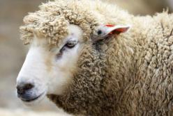 В Харькове у входа в магазин подвесили тушу овцы с распоротым животом