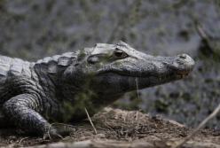 В зоопарке Цюриха застрелили редчайшего крокодила (фото)