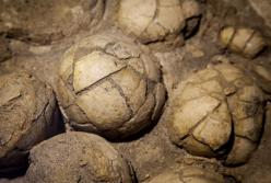 В Китае мальчик нашел 11 яиц динозавров