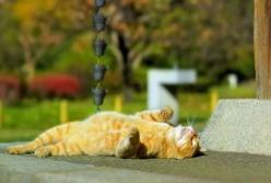 Свежо, но без осадков: синоптики рассказали, какой будет погода в воскресенье