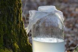 Диетологи предупредили об опасности березового сока 