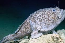 В Мексиканском заливе обнаружили рыбу с «ногами» (видео)