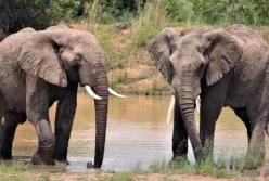 В Индии мужчина завещал миллионы спасшим его слонам