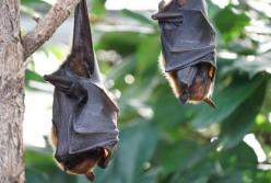 Ученые выявили у летучих мышей еще один тип коронавируса