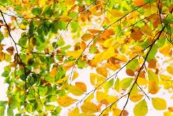 Прогноз погоды на 14 сентября: не забудьте взять с собой зонтик