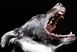 В Полтаве после нападения стаи собак умерла молодая женщина