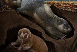 Ученые нашли неизвестные ранее виды животных, которые жили в Китае 120 млн лет  (фото)