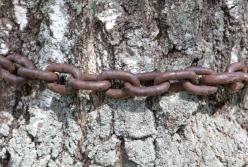 В Днепре мужчину решили проучить за педофилию: таcкали на цепи и приковали к дереву