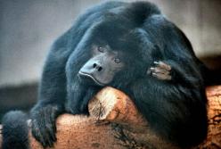 Удивительные находки показали, что древние обезьяны переплывали Атлантику 