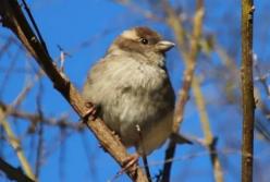 Прогноз погоды на 17 апреля: в Украине будет тепло и солнечно