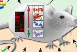 Ученые открыли способ продлить жизнь