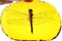 Палеонтологи открыли новый вид древних вымерших стрекоз