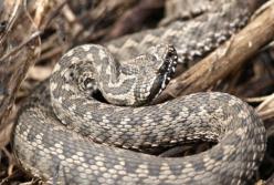 Змії та інші тварини масово помирають на Дніпропетровщині через кліматичні зміни (фото)