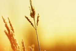 Прогноз погоды на 26 июня: солнце и жара