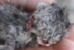 В Таиланде родился двухголовый котенок (фото, видео)