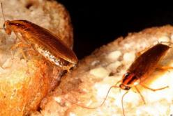 Стало известно, почему невозможно избавиться от тараканов