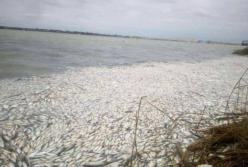 В Днепре в Херсонской зафиксировано массовый мор рыбы