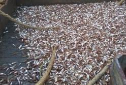 В Запорожской области полицейских подозревают в организации махинаций с изъятой рыбой (фото)