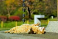 Приближается осень: синоптик дала интересный прогноз и назвала дату похолодания, карта