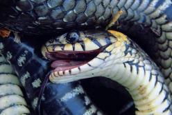 Змеи раньше ходили ногами: вывод ученых