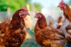 В Полтавской области на птицефабрике погибли 600 тысяч кур