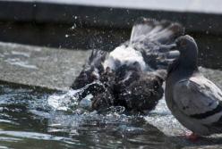 Прогноз погоды на 23 июня: в Украине жара до +35 градусов