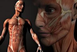 Ученые обнародовали удивительные факты о человеческом теле
