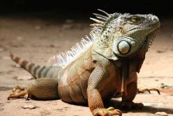 Ученые обнаружили новый вид ящериц-драконов