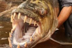 Ученые обнаружили огромную рыбу, которая может съесть крокодила (фото)