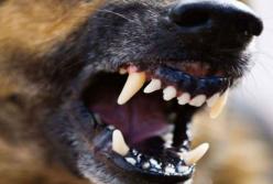 В Одессе ротвейлер чуть не загрыз хозяйку (видео)