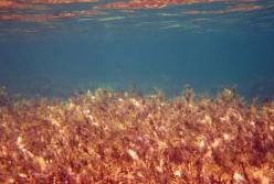 Ученые обнаружили водоросли, которые останавливают рост раковых клеток