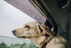 Прогноз погоды на 20 ноября: большинство регионов накроют дожди