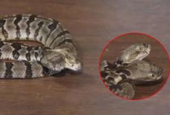 В США обнаружили редкую двуглавую гремучую змею 