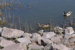​На карантинные выходные снег с дождем и весеннее солнце