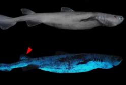 В Тихом океане обнаружили новые виды акул, которые светятся в темноте