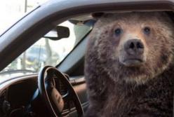 В США медведь «угнал» автомобиль и попал в ДТП
