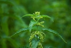 Врач раскрыл неожиданную пользу крапивы