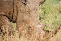 На Винниччине нашли кости животного, которое вымерло 18 млн лет назад