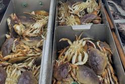 Из-за повышения кислотности в Тихом океане у крабов разрушаются панцири