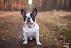 МАУ проводит служебное расследование из-за гибели 38 щенков