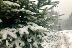 Мокрый снег с дождем: появился прогноз погоды в Украине на начало недели