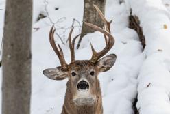 Фотографу удалось заснять очень редкого 3-рогого оленя (фото)