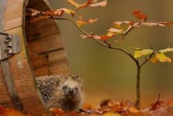 Прогноз погоды на 23 октября: в Украине – тепло до +21 и дожди