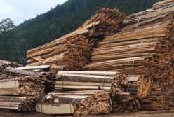 На Буковине в заповедном фонде вырубили леса на миллионы гривен